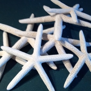 1 to 200 pieces Finger Starfish Natural White 4 to 5" 4 to 5 1/2" 4 to 6" or 5 to 6" inch Beach Decor,Crafts,Weddings Decorations,Home decor