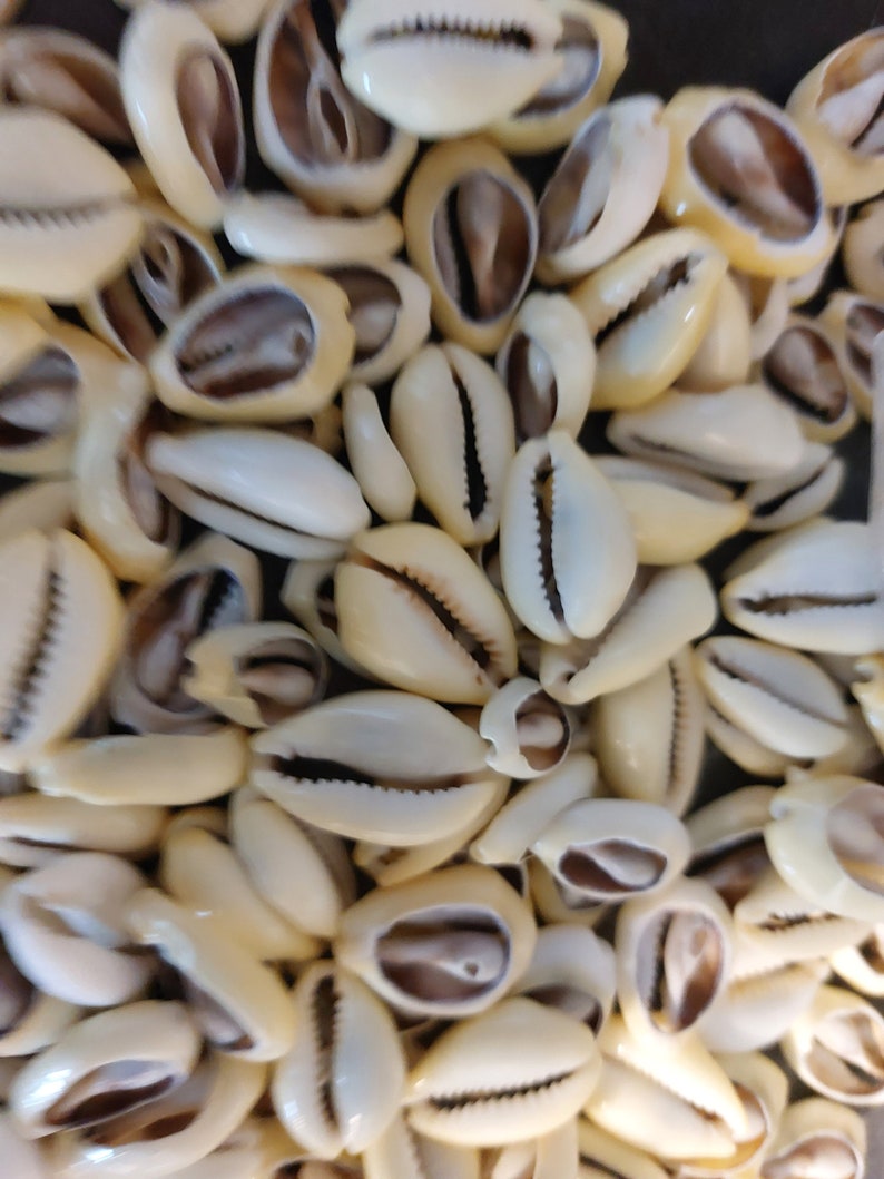 Cowry Shell Colours 1 to 100 Cut Cowrie Shells Cut Cowrie Seashells 3/4 - 1 1/4