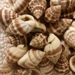 5 to 1000 pcs Nutmeg like Seashells Shell Mix Cancellaria Reticulata Common Nutmegl Orange Earthtones Natural Shells .25 .75 Craft Supply image 1