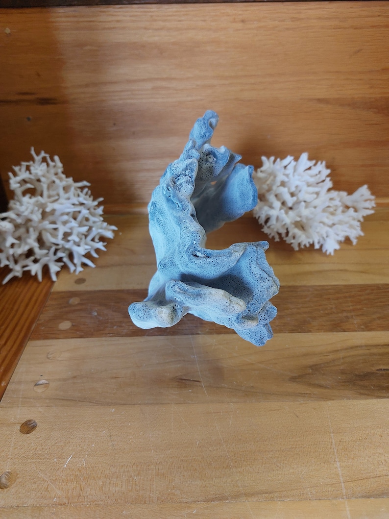 Real Blue Ridge Coral Reef Small to Medium Genuine Coral Natural 6 to 9 1/2 inches approx. sea life Decor,Wedding Table Decor,Centerpiece image 9