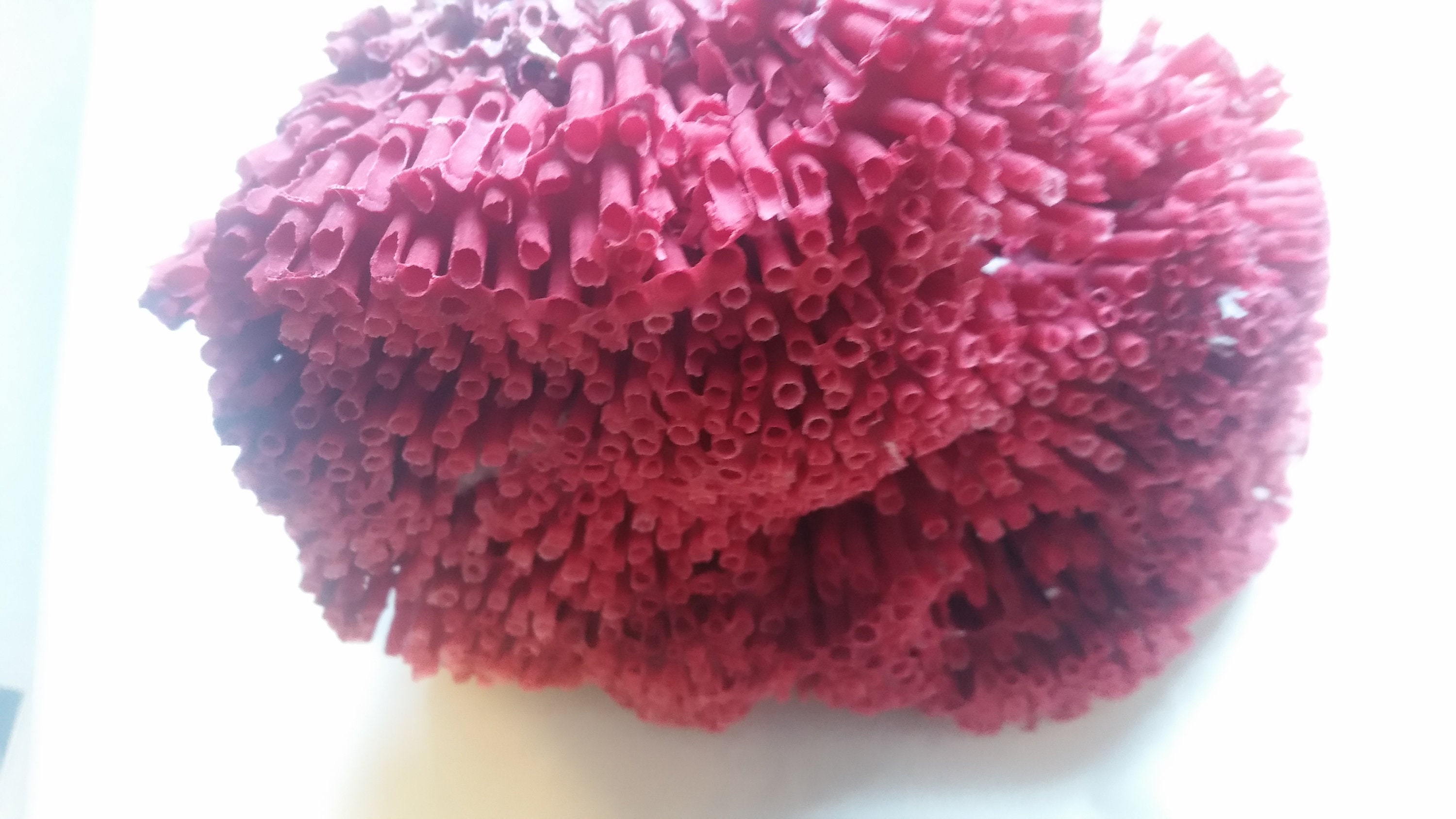 Real Coral Reef Red Pipe Organ Coral Natural 3 to 6 up to 6 to 9 and 8 1/2  to 11 Inch in Size ,wedding Table Decor,centerpiece 