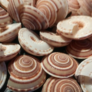 1 do 25 małych średnich dużych muszli słonecznych muszle morskie muszle w odcieniach beżu ziemi 5/8-3/4 do 1 1/2-1 5/8" upominki ślubne materiały rzemieślnicze biżuteria do włosów