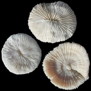 Mushroom Coral Plate coral  Real Reef  1 1/2 to 3  2 1/2 to 3" to 5 1/2" 4 1/2 to 6" up to 8" inches in size,Wedding Table Decor,Centerpiece