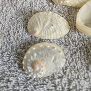 May include: A collection of three small, iridescent abalone shells with a pearlescent finish. The shells feature a natural spiral pattern and a smooth, curved shape with subtle white and cream tones, showcasing a delicate, glossy texture.