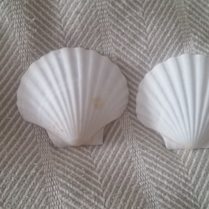 May include: Two white seashells on a gray and white patterned fabric background.