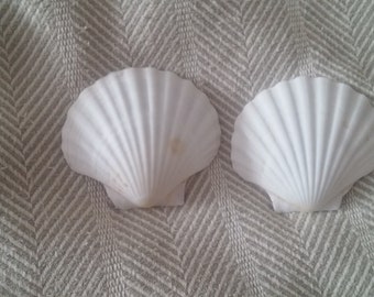 8 pcs Irish Baking Deep shell ibs pecten pectin scallop 3 to 4 1/4" 3 1/4" to 4 1/2" 5" white Wedding  Beach craft supply Wreaths Decoupage
