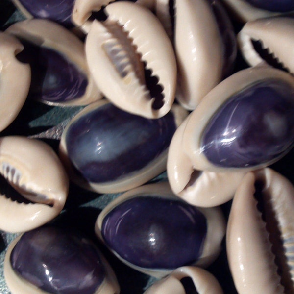 1 to 100 Purple Cowrie shells   Cowrie  seashells 1/2 to 1 inch 1 to 2.5 cm Wholesale Beach sea shells Decor ,Crafts,Weddings,Great for Home