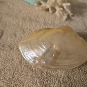 Puede incluir: Una gran concha blanca iridiscente con un acabado liso y nacarado. La concha tiene una forma ligeramente curvada y una textura delicada y ondulada.