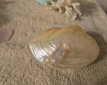 1 till 3 st skimrande 7,5 till 10 cm mussla MOP-par pärlemor halvskal pärlhalsad MOP snäckskal bröllopsgåva, smycken, sjömans alla hjärtans dag