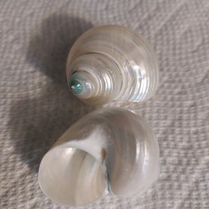 1 to 10 pieces Pearlized Turbo Shells silver mouth snail Iridescent Pearl Turbo Silver 1 1/2 -2 1/4 &quot; Beach Wedding Favor,Crafts,Hermit Crab
