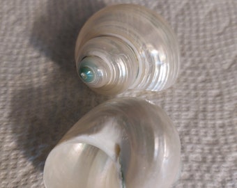 May include: Two iridescent white seashells with a pearlescent finish. The larger shell has a green and blue interior. The smaller shell is open and shows the inside of the shell.