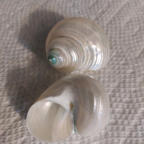 Silver Turbo Shells  polished 1 1/2 - 2" length Iridescent