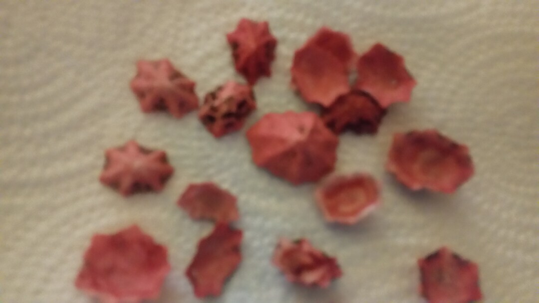 Limpet Shells Pink Red Dyed Star Limpet 1/2 1