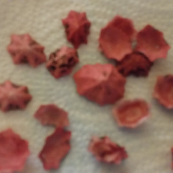 Limpet shells pink Red dyed  star limpet 1/2 1" inch 1 - 2 cm Seashells Wedding Favors,Crafts Supplies