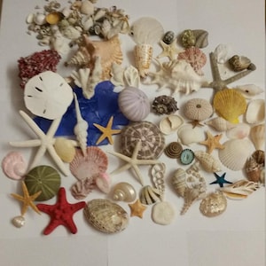 100 stuks Schelpencollectie Schelpen Zeester-egels Koraal Zanddollars zeeglas getrommeld glas Sea Life Gift Collection