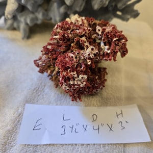 Real Coral Reef Red Pipe Organ Coral Natural 2 1/2 to 4" inch In size ,Wedding Table Decor,Centerpiece