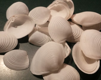May include: A collection of white seashells of various sizes and shapes. The shells have a smooth, textured surface and are arranged in a random pattern.