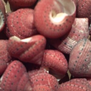 Puede incluir: Primer plano de un grupo de pequeñas conchas rojas con manchas negras. Las conchas están dispuestas en un patrón aleatorio y algunas están abiertas, revelando el interior blanco.
