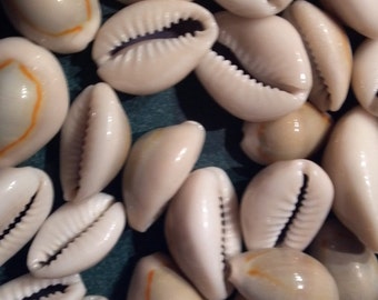 Bulk Cowrie Shells, Kilo Bag, Mix Of Sizes