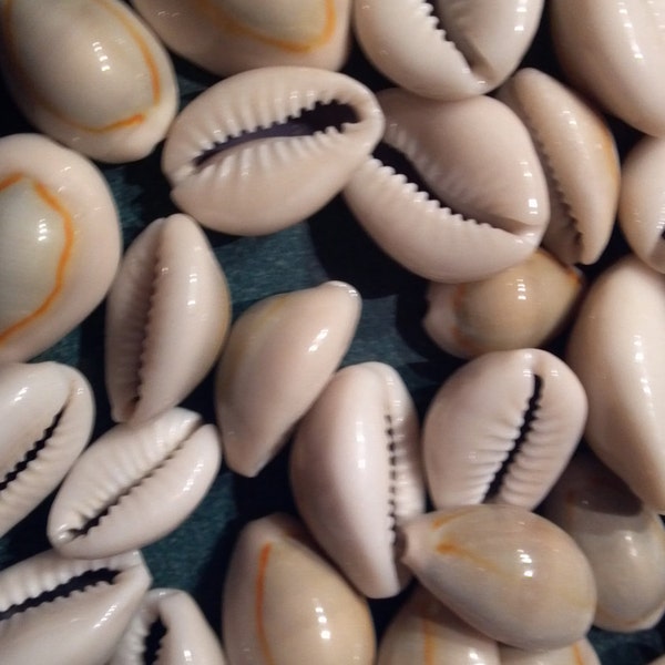 5 to 100 pieces Clearance Sale ring tops Cowrie shells Cowrie ringtops seashells 1/2 to 1 inch  2 to 2.5 cm Bulk Beach Wedding Favors,