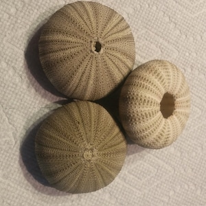 20 Green Sea Urchin 1 3/4 to 2 1/4&quot; inches Airplant green Sea Urchin sealife seashell Beach Nautical Decor,Crafts,Weddings,Jewelry,Hair Art