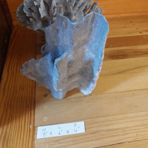 Real Blue Ridge Coral Reef Small to Medium Genuine Coral Natural 6 to 9 1/2 inches approx. sea life Decor,Wedding Table Decor,Centerpiece image 4