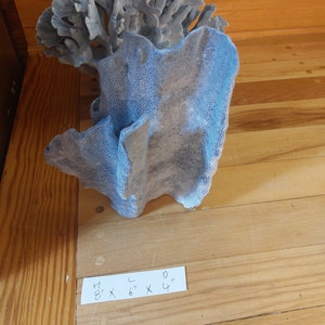 Reale Blue Ridge Coral Reef da piccolo a medio autentico corallo naturale da 6 a 9 1/2 pollici circa. Decorazione di vita marina, decorazione della tavola di nozze, centrotavola immagine 4