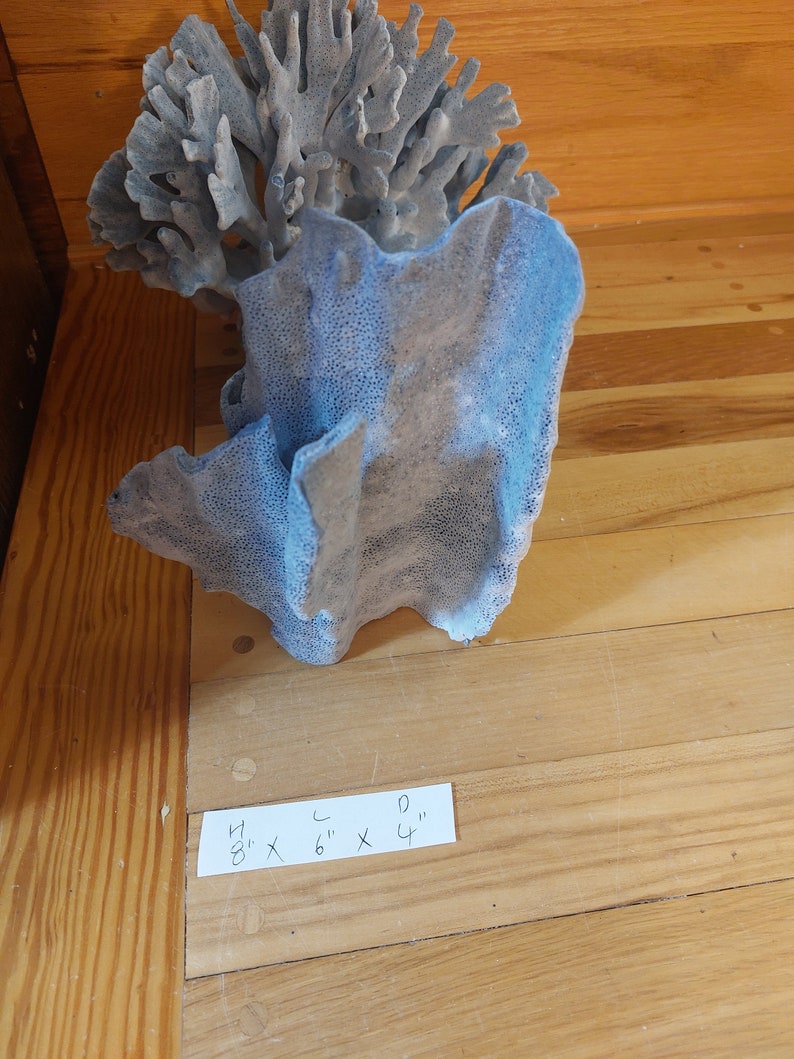 Real Blue Ridge Coral Reef Small to Medium Genuine Coral Natural 6 to 9 1/2 inches approx. sea life Decor,Wedding Table Decor,Centerpiece image 4