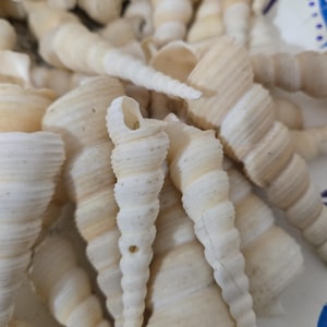 1 à 500 TEREBRA Turritella duplicata blanc cassé, teintes de brun beige, coquillages entiers, bijoux et fournitures créatives, coquillage de 2 à 4 pouces et plus