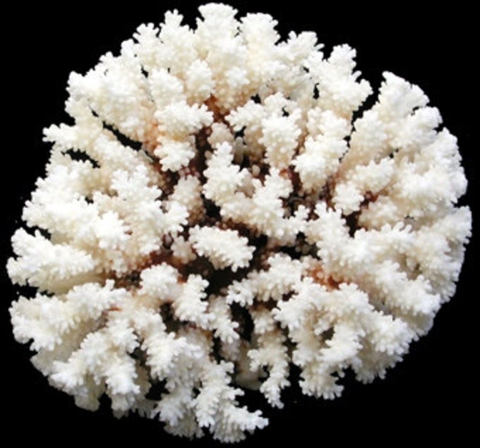 Real Coral Reef Large Brown Stem Coral Natural 5 X 7 6 Etsy