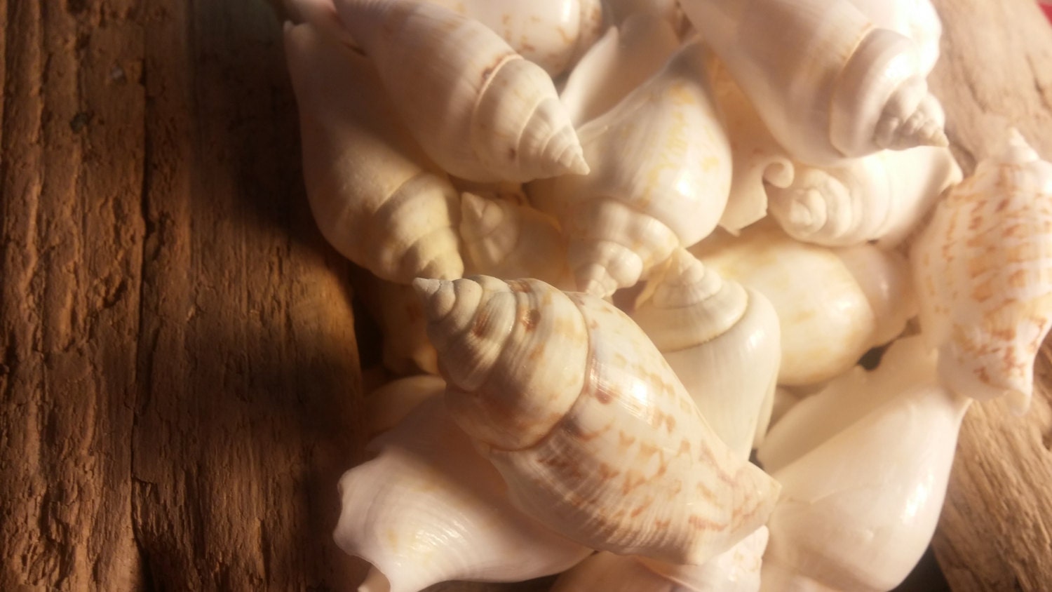 Shells Vole 5 White Chulla Strombus Small Shells Wedding Vole SHELLS 5 Pieces ...
