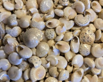 Könnte beinhalten: Eine Ansammlung kleiner, cremefarbener und beiger Muscheln mit glatten, abgerundeten Oberflächen und sichtbaren spiralförmigen Öffnungen. Die Muscheln weisen dezente, gesprenkelte Muster in Braun- und Grautönen auf und bilden eine dichte, texturierte Anordnung natürlicher Meeresformen.