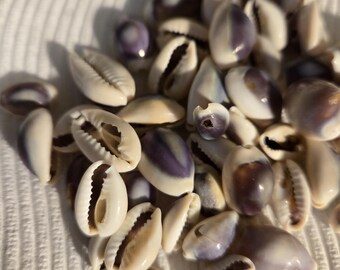 1～100個の紫色のタカラガイの殻 タカラガイ 貝殻 1/2～1インチ 1～2.5