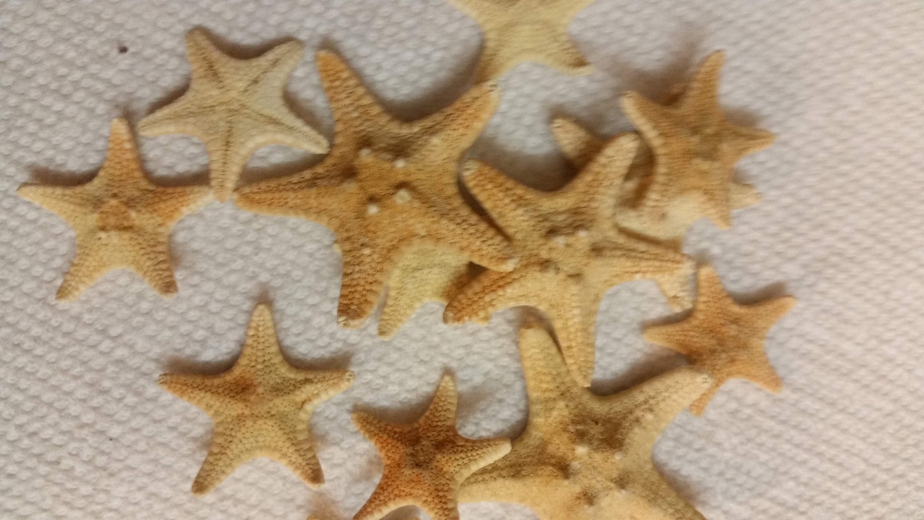 1 to 50 Pcs Tiny Mini Small Starfish Tan Sugar Knobby Starfish 1 to 2 1 ...