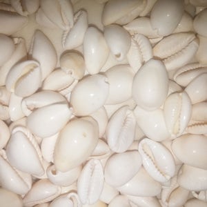 May include: A close-up of a pile of white cowrie shells. The shells are smooth and glossy, with a natural, organic shape.