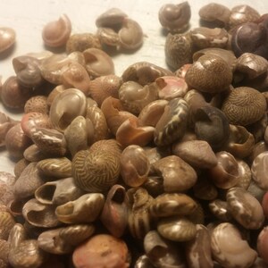 May include: A collection of small, brown, white, and pink seashells. The shells are various shapes and sizes, and some have a spiral pattern.