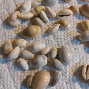 5 bis 50 verschiedene Kauri Muscheln offenen Rücken Muscheln Kauri Muscheln 3/8 bis 1 Zoll 1 bis 2,5 cm Schmuck Strand Muscheln Dekor Handwerk Hochzeiten