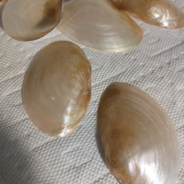1 to 8 Iridescent Mother of Pearl Half shell 5 to 8" Pearlized M O P Shell Seashell Wedding Favors,Jewelry,Sailors Valentines