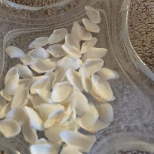 May include: A clear glass bowl shaped like a five-pointed star filled with a collection of small, smooth, white seashells. The shells are oval-shaped and vary slightly in size, creating a textured appearance within the transparent glass container.