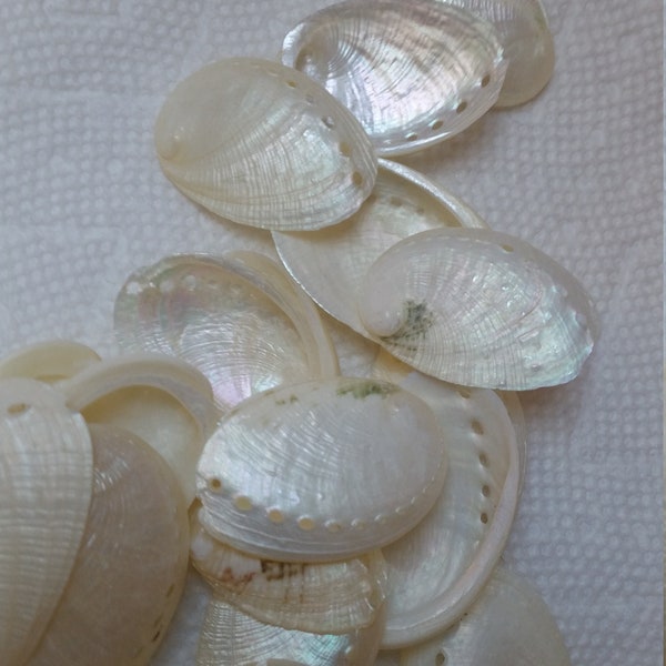 1 to 100 Donkey Ear Second Quality abalone shells Iridescent Pearl Abalone Seashell  1 to 2 1/2" Beach Wedding Favors,Craft Supplies,Jewelry