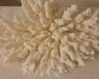 May include: A white coral branch with a delicate, branching structure. The coral is bleached white and has a rough, textured surface.