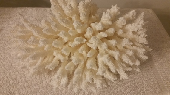 天然テーブルサンゴ　大きい　飾り 本物のテーブルスタイルのサンゴ礁天然12～16 1/2インチサイズの