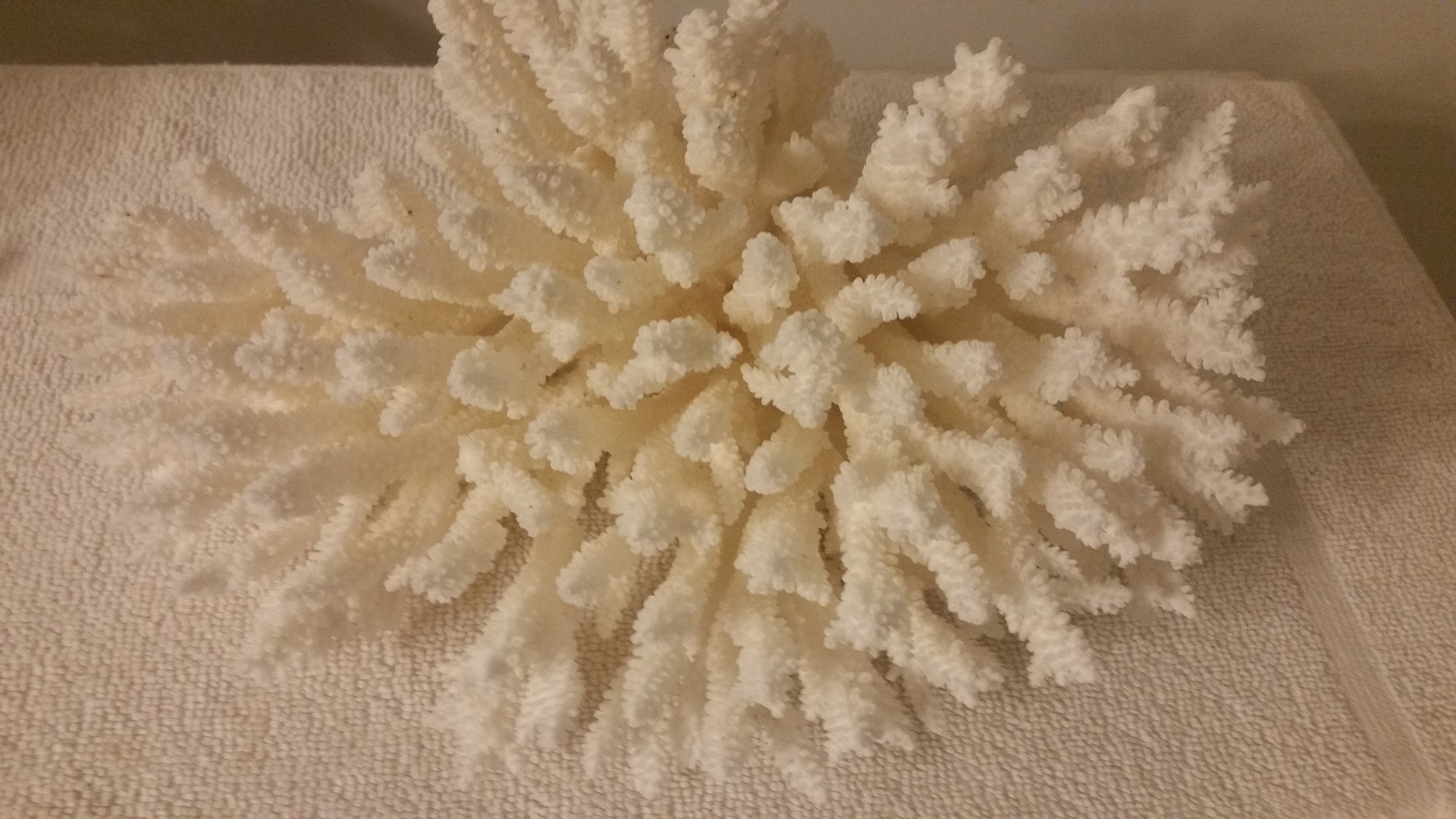 天然テーブルサンゴ　大きい　飾り 本物のテーブルスタイルのサンゴ礁天然12～16 1/2インチサイズの海の