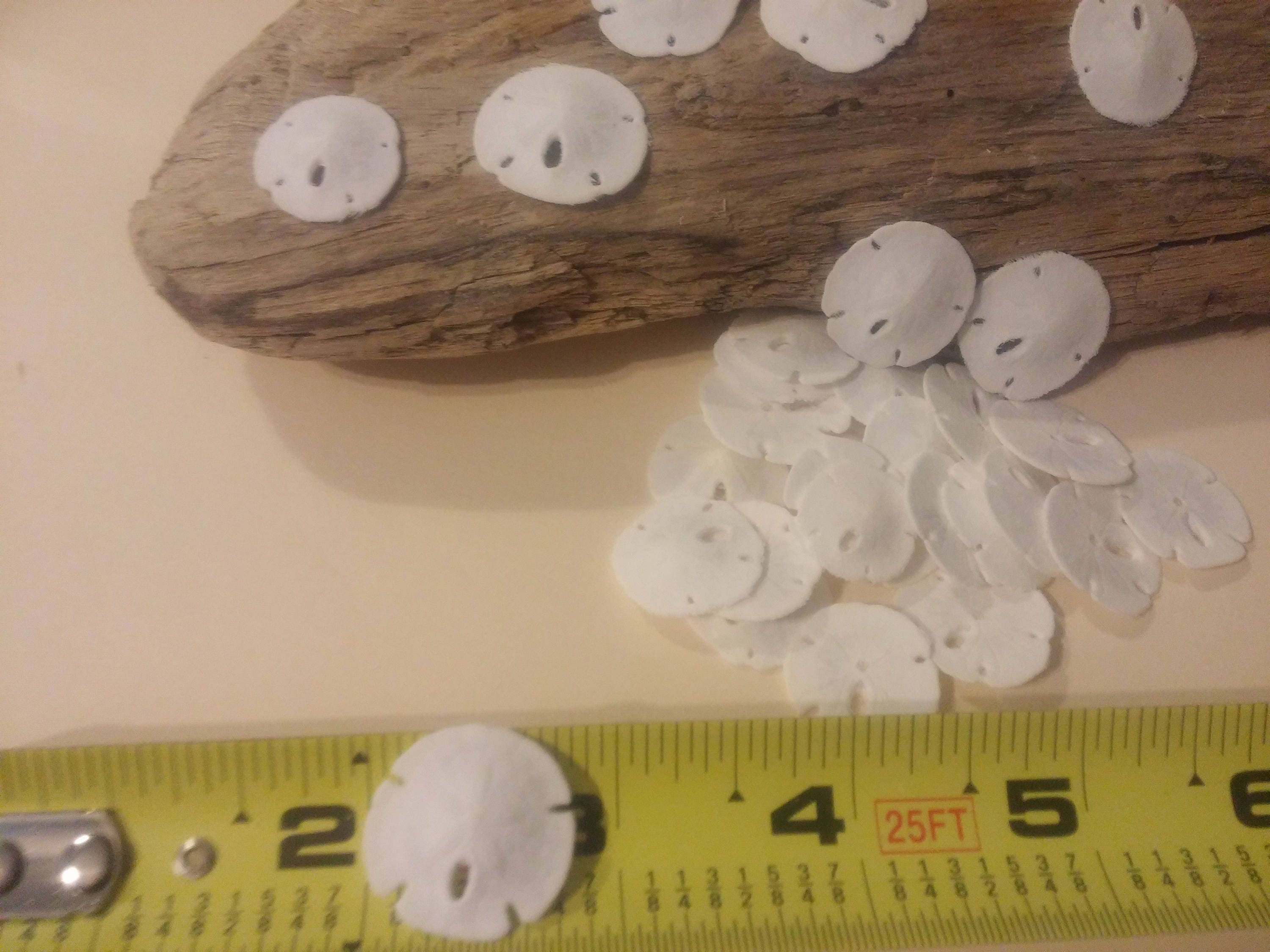 1 to 100 Mini Tiny Sand Dollars White 1/4