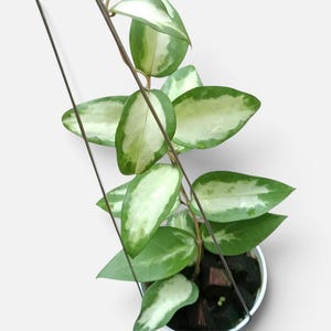 Hoya Panglay West Java Inner Variegated Rare Unique Plant