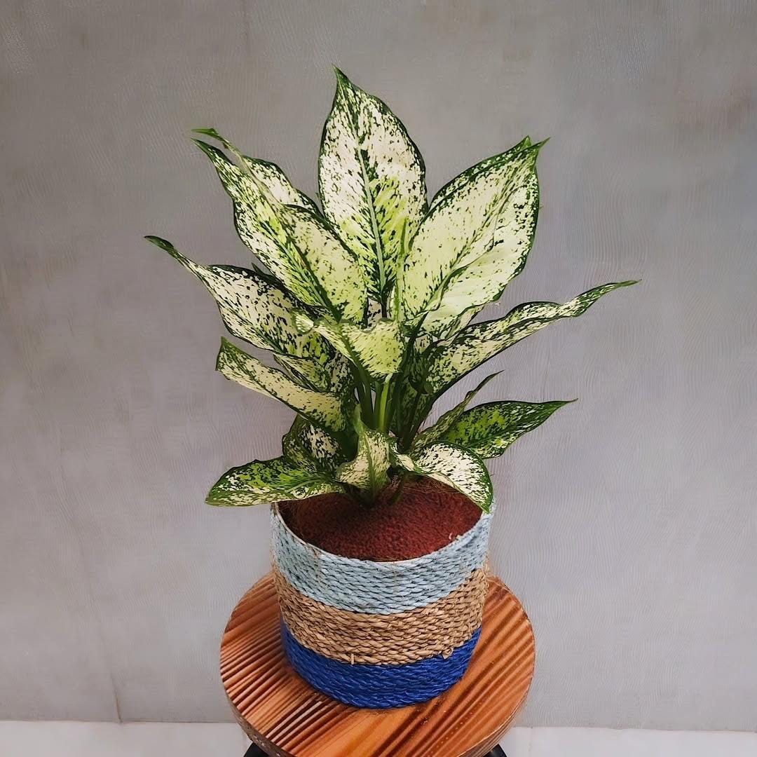 Monstera green snow - Etsy 日本