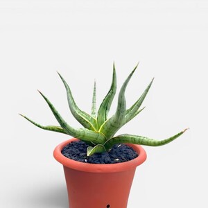 May include: A Sansevieria plant with pointed, variegated green and light yellow leaves radiating outward from the center. The plant is potted in a terracotta-colored plastic container filled with dark, textured volcanic rock soil.