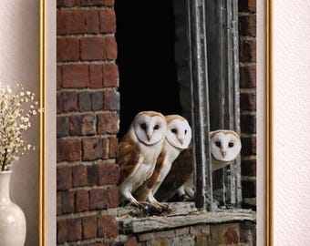British Barn Owls  | Digital Download