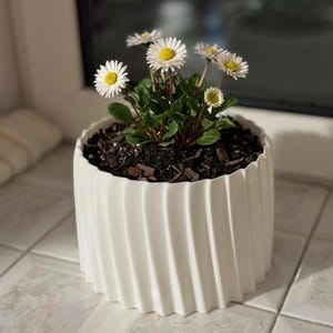 Può includere: Un vaso di ceramica bianco e scanalato pieno di terra e una piccola pianta di margherite. Le margherite hanno petali bianchi e centri gialli. Il vaso è su una superficie piastrellata vicino a una finestra.