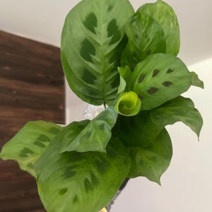 Maranta Leuconeura 3-inch pot